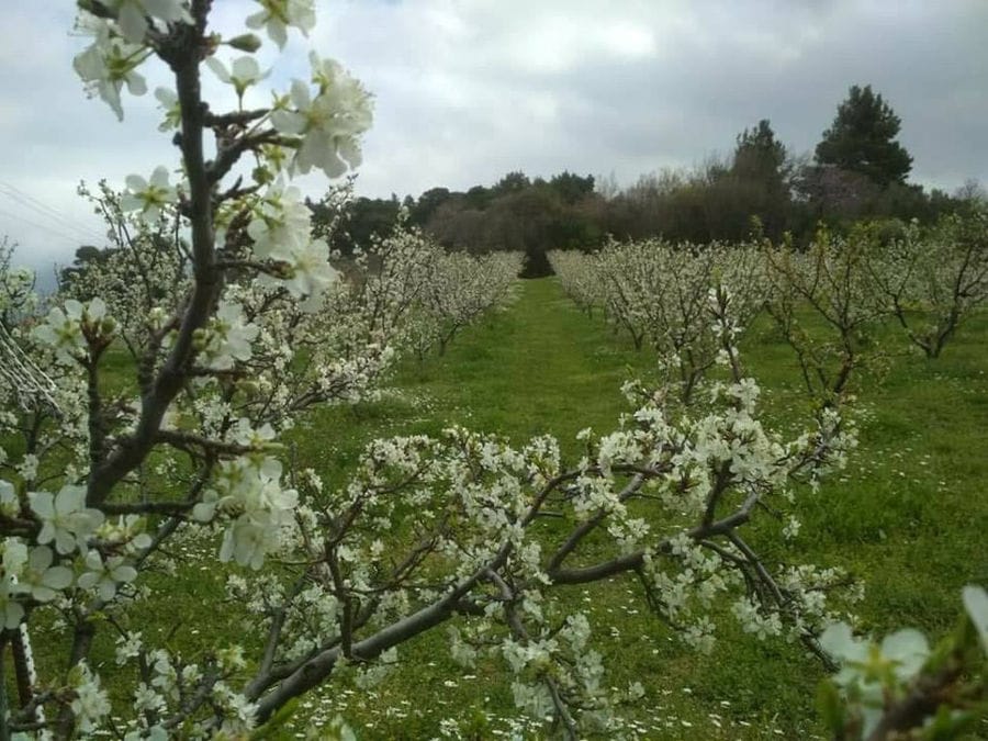 rows of prune trees with white flowers in the spring at 'Gripioti Farm'